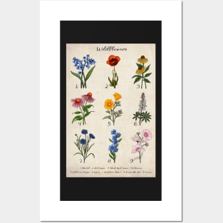 Vintage Floral Wildflower Illustrations Posters and Art